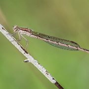 Bruine winterjuffer - Brown Emerald Damselfly - Sympecma fusca