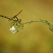 Bruinrode heidelibel - Common Darter -  Sympetrum striolatum