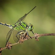 Gaffellibel - Green Snaketail - Ophiogomphus cecilia