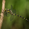 Gewone bronlibel - Golden-ringed Dragonfly - Cordulegaster boltonii