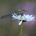 Gewone oeverlibel - Black-tailed Skimmer - Orthetrum cancellatum