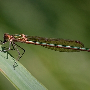 Gewone pantserjuffer - Emerald Damselfly - Lestes sponsa