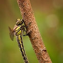 Glassnijder - Hairy Dragonfly - Brachytron pratense