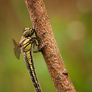 Glassnijder - Hairy Dragonfly - Brachytron pratense