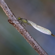 Grote roodoogjuffer - Red-eyed Damselfly - Erythromma najas