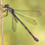 Houtpantserjuffer - Willow Emerald Damselfly - Lestes viridis