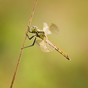 Kempense heidelibel - Spotted Darter - Sympetrum depressiusculum