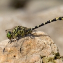 Kleine tanglibel - Small Pincertail - Onychogomphus forcipatus