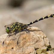 Kleine tanglibel - Small Pincertail - Onychogomphus forcipatus