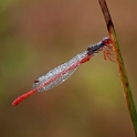 Koraaljuffer - Small red damselfly - Ceriagrion tenellum