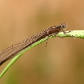 Lantaarntje - Blue-tailed Damselfly - Ischnura elegans