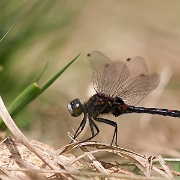 Noordse witsnuitlibel - Ruby Whiteface -  Leucorrhinia rubicunda