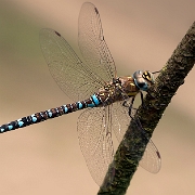 Paardenbijter - Migrant Hawker - Aeschna mixta