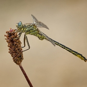 Plasrombout - Western Clubtail - Gomphus pulchellus