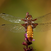 Platbuik - Broad Bodied Chaser -  Libellula depressa