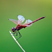 Rode zonnewijzer - Red-veined Dropwing - Trithemis arteriosa