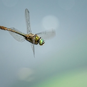 Smaragdlibel - Downy Emerald - Cordulia aenea