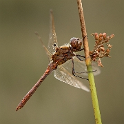 Steenrode heidelibel - Vagrant Darter - Sympetrum vulgatum