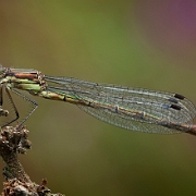 Tangpantserjuffer - Scarce Emerald Damselfly - Lestes dryas