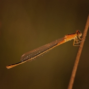 Tengere grasjuffer - Scarce Blue-tailed Damselfly - Ischnura pumilio