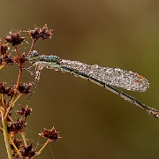 Tengere pantserjuffer - Small Emerald Damselfly - Lestes virens