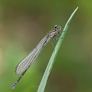 Variabele waterjuffer - Variable Damselfly - Coenagrion pulchellum