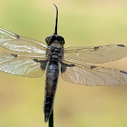 Viervlek - Four-spotted Chaser - Libellula quadrimaculata