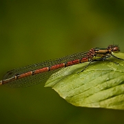 Vuurjuffer - Large Red Damselfly - Pyrrhosoma nymphula