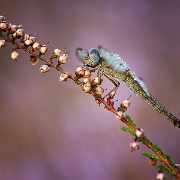 Vuurlibel - Scarlet Dragonfly - Crocothemis erythraea