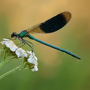 Weidebeekjuffer - Banded Demoiselle - Calopteryx splendens