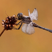 Zwarte heidelibel - Black Darter - Sympetrum danae