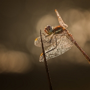 Zwervende heidelibel - Red-veined Darter - Sympetrum fonscolombii