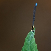 110415 1090WS Acanthagrion ascendens