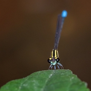 110415 1161WS Acanthagrion ascendens