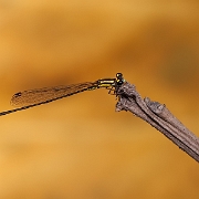 Acanthagrion ascendens - Narrow-winged Damselfly