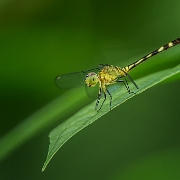 Anatya guttata - Spotted Anatya