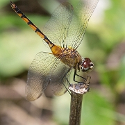 Brachymesia herbida - Tawny Pennant