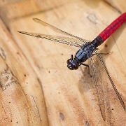 070415 085WS Erythemis peruviana WS