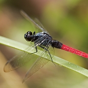 070415 098 Flame-tailed Pondhawk - Erythemis peruviana WS