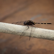 Erythemis plebeja - Pin-tailed Pondhawk