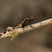 300315 664WS Erythemis plebeja