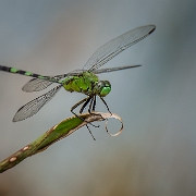 Erythemis vesiculosa - Great pondhawk