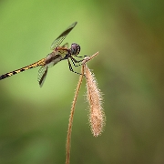 070416 451-3 Erythrodiplax umbrata