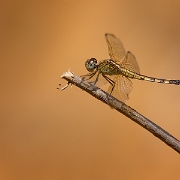 Erythrodiplax umbrata - Band-winged Dragonlet