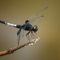 Erythrodiplax unimaculata - One-spotted Dragonlet