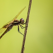 Miathyria marcella - Hyacint Glider