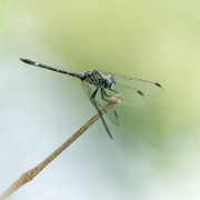 Micrathyria didyma - Three-striped Dasher