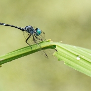 Nephepeltia phryne - Spine-bellied Dryad