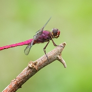 Orthemis discolor - Carmine Skimmer