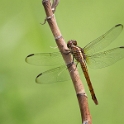 Surinam dragonflies